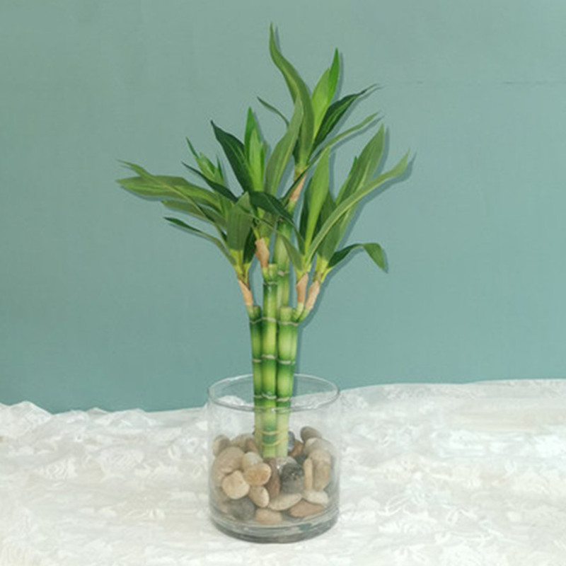 Succulent Set - Nueva Planta Artificial de Bambú de