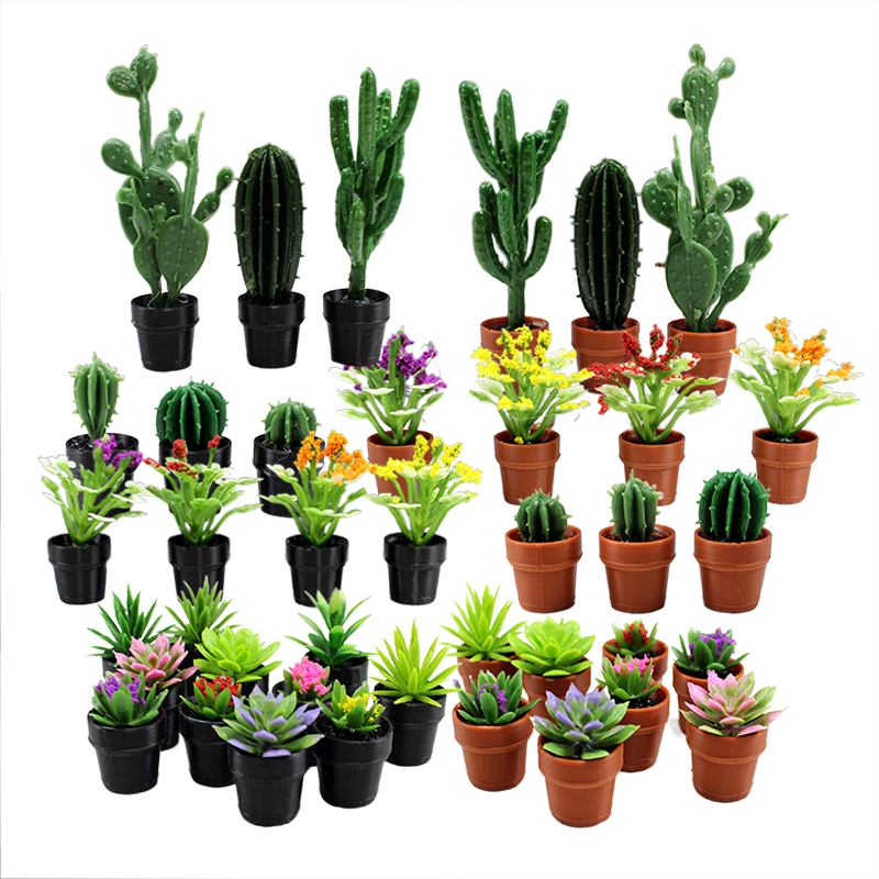 Succulent Set - 8 plantas en macetas de plástico