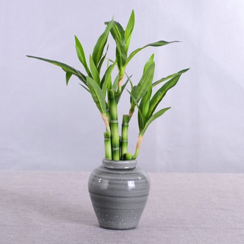 Nueva Planta Artificial de Bam - Succulent Set reseña y precio