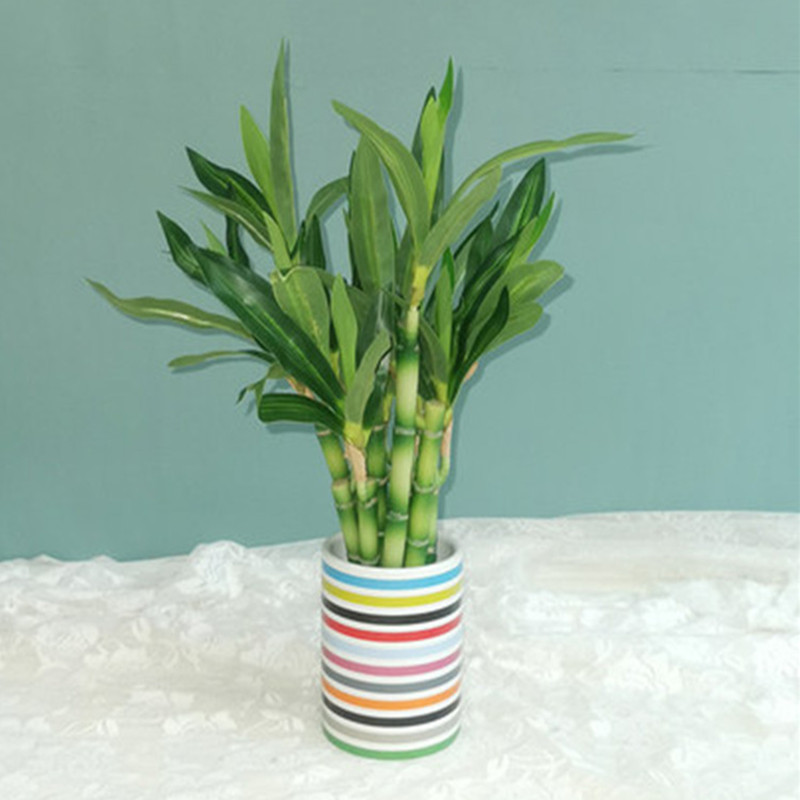 Nueva Planta Artificial de Bam - Succulent Set reseña y precio