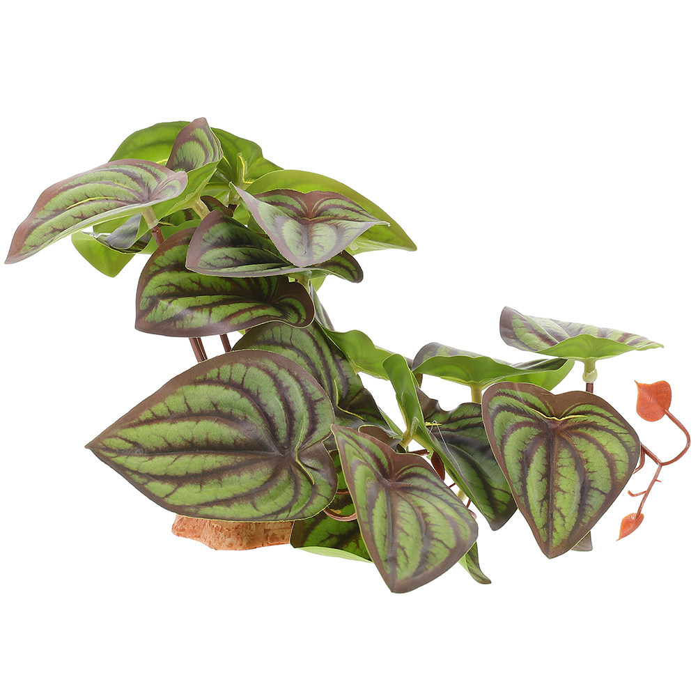 Plantas de Simulación de Alta  - Snake Plant reseña y precio