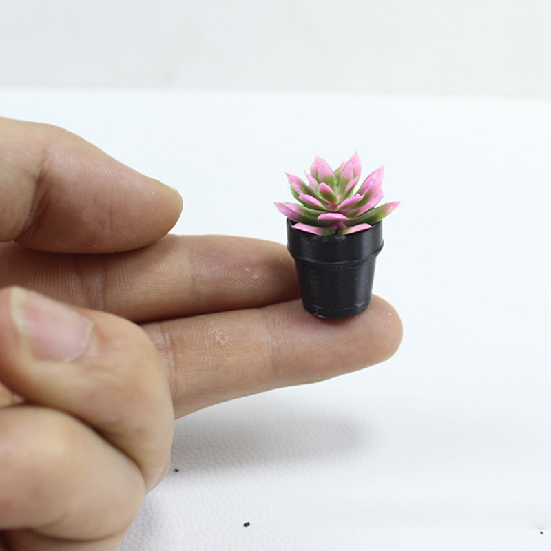 8 plantas en macetas de plásti - Succulent Set reseña y precio