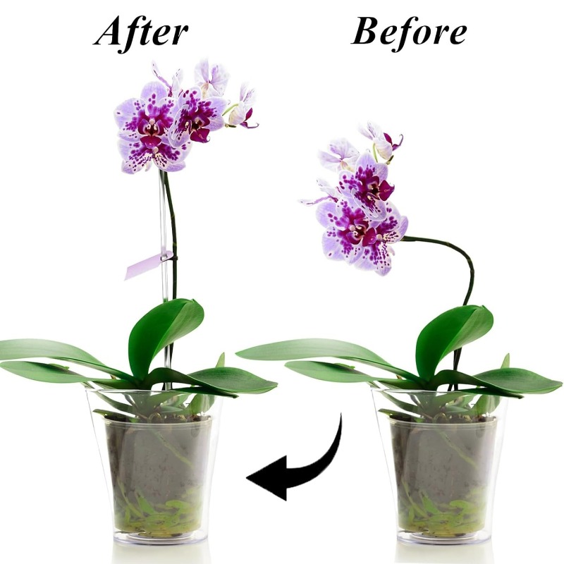 Estaca de Soporte Transparente - Plant Pot reseña y precio